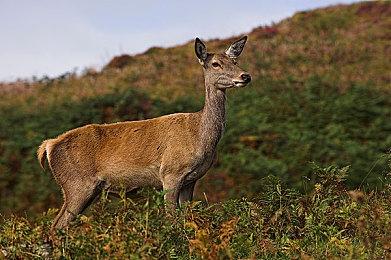 德系车辆狂欢《极限竞速：地平线5》带你品味匠心汽车工业