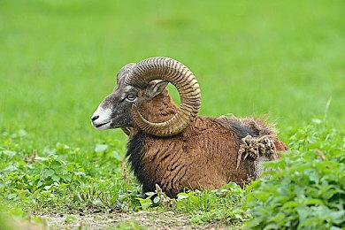 网之易关于暴雪游戏产品运营到期的重要公告